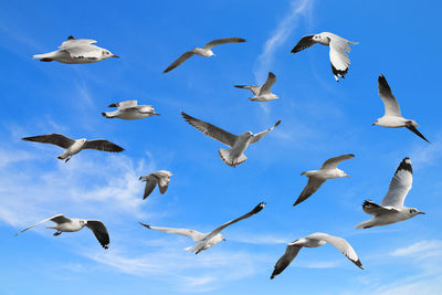 Flock of seagulls