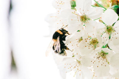 Close-up of bee on white flower