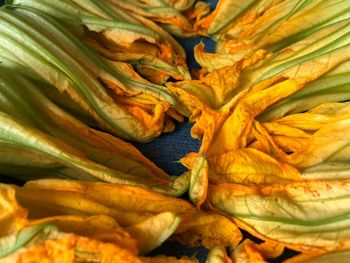 Flowers of zucchini