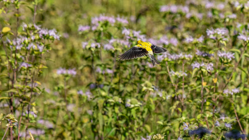 Close-up of goldfinch bird flying over a field of flowers