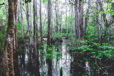 Scenic view of forest against sky