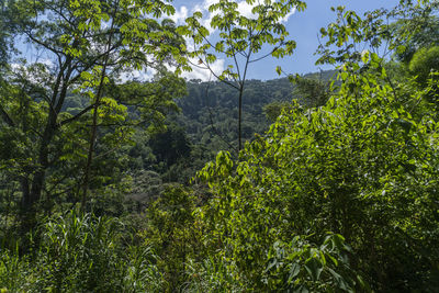 Trees growing in forest