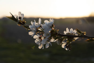 Close-up of cherry blossoms in spring