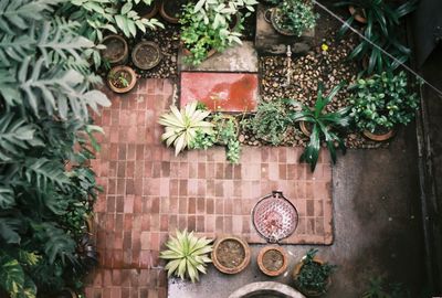 Aerial view of a plant-filled courtyard