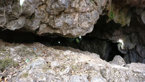 High angle view of lizard on rock