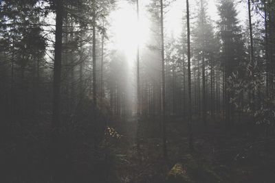 Sunlight streaming through trees in forest