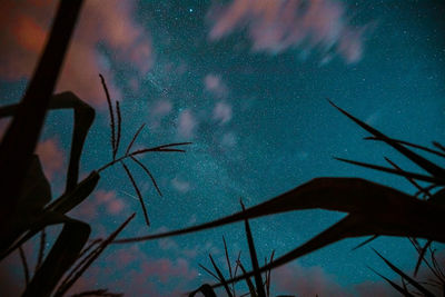 Low angle view of silhouette tree