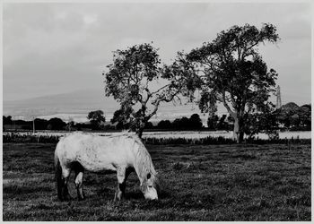 Cow grazing on field against sky