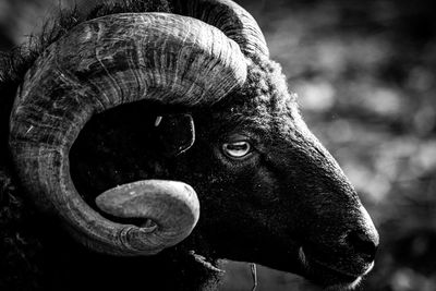 Black and white aries