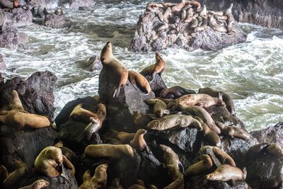 High angle view of sea lion on rocks at shore