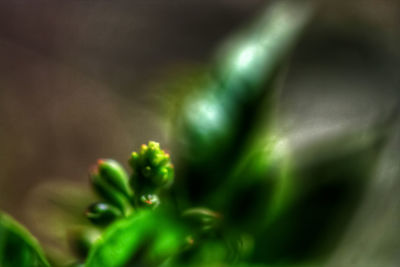 Full frame shot of fresh green plant