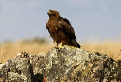 Low angle view of eagle perching on rock