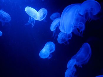 Jellyfish in aquarium