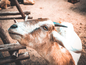 Close-up of goat