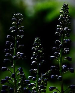 Close-up of plant growing on field