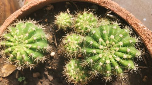 High angle view of cactus plant