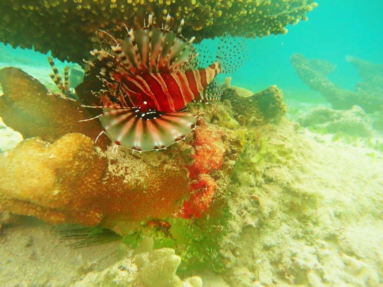 water, sea, swimming, nature, underwater, beauty in nature, sea life, sunlight, tranquility, rock - object, fish, undersea, waterfront, reflection, day, no people, animal themes, close-up, outdoors, rippled