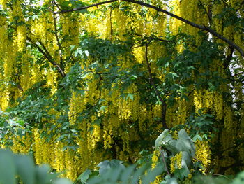 Close-up of autumn leaves on tree