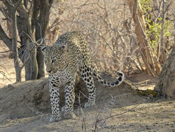 View of a leopard coning out of shade