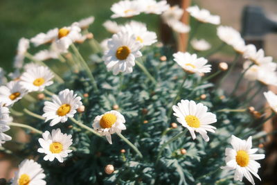 Close-up of white daisy flowers