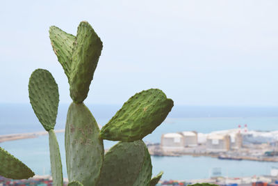Close-up of palm tree by sea against clear sky