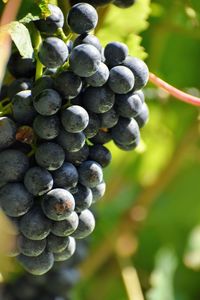 Close-up of grapes growing in vineyard