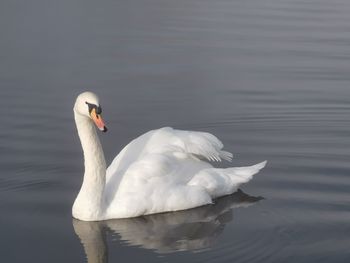 Swan swimming in lake