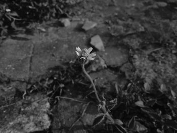 Close-up of insect on plant