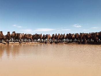 Panoramic view of horses on beach against sky