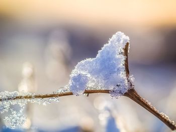 Close-up of frozen frost