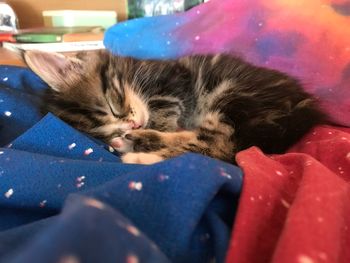 Cat sleeping on bed