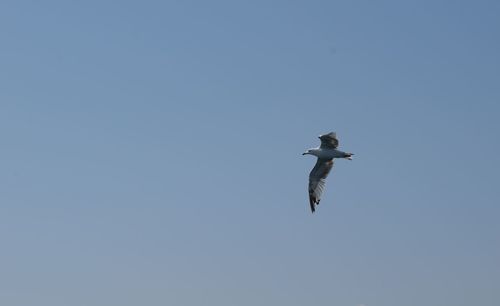 Low angle view of seagull flying against clear sky