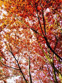 Low angle view of trees