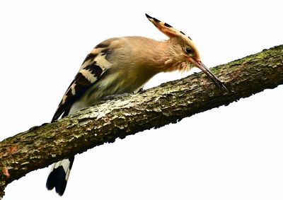 Low angle view of bird perching on tree against sky