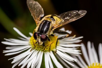 Close-up of bee on yellow flower