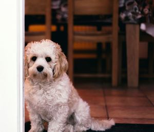 Portrait of dog relaxing on floor at home