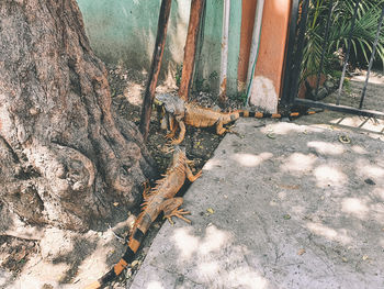 High angle view of trees growing by wall