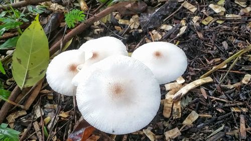 Close-up of white wild flowers on field