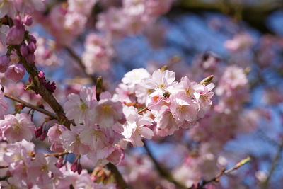 Close-up of pink cherry blossoms in spring