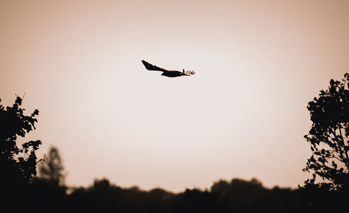 Low angle view of silhouette bird flying in sky