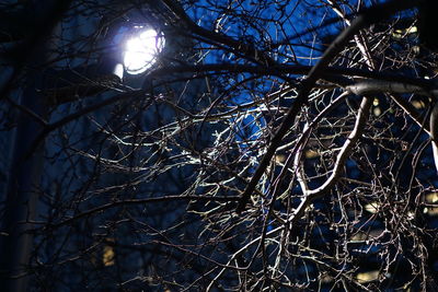 Low angle view of tree against sky at night