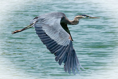 High angle view of gray heron flying in water