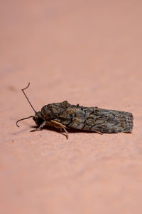 Close-up of grasshopper on land