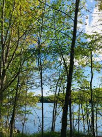 Low angle view of trees in forest against sky