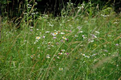 Close-up of plants growing on field