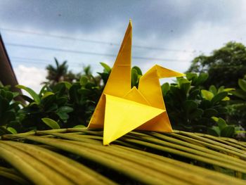 Close-up of yellow flower against the sky