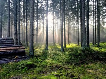 Pine trees in forest
