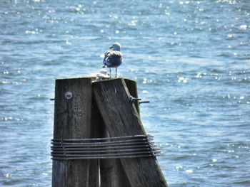 Bird perching on wooden post by sea