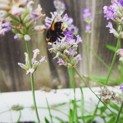 Close-up of insect on purple flower