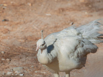 Wild white peacock, in the peacock forest plaka on kos greece